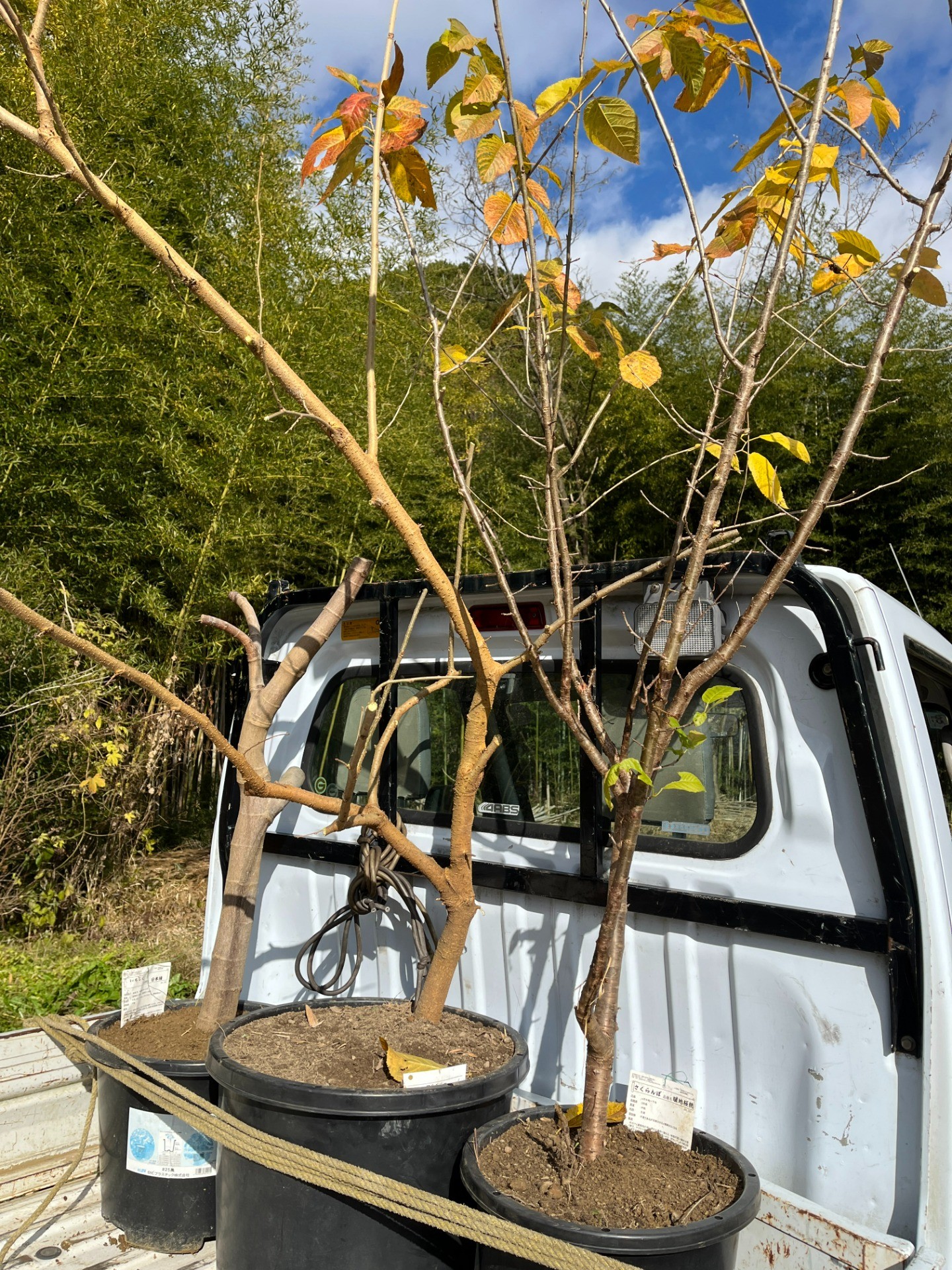 くだものの木のおひっこし